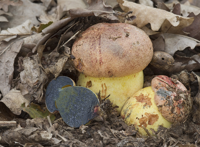 Boletus rhodopurpureus